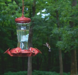 hummingbird and feeder