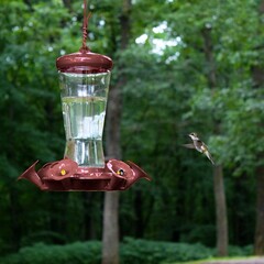 Hummingbird in flight