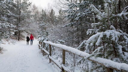 Zimowy spacer w lesie - obrazy, fototapety, plakaty
