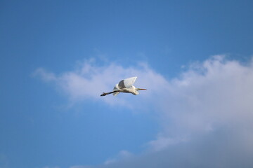 空を飛ぶシラサギ