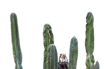 In selective focus a group of green cactus growing in a garden on white isolated background 