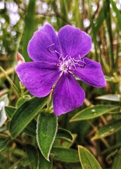 Obraz premium Purple flower in the forest