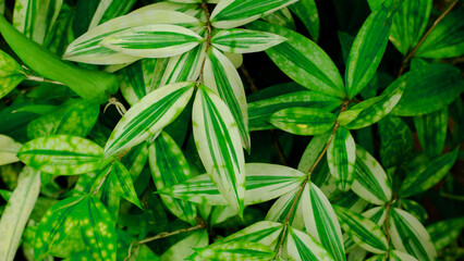 Full Frame of Green Leaves Pattern Background, Nature Lush Foliage Leaf  Texture.