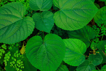 Fototapeta na wymiar Full Frame of Green Leaves Pattern Background, Nature Lush Foliage Leaf Texture.