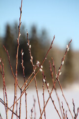 Trees Coming To Life, Elk Island National Park, Alberta