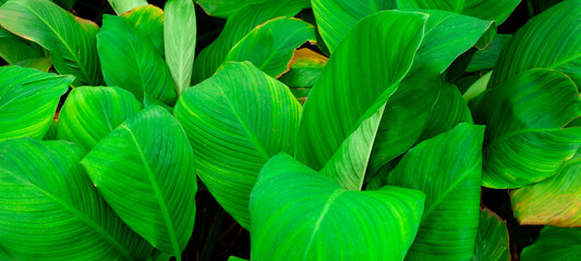 leaves of Spathiphyllum cannifolium, abstract green texture, nature background, tropical leaf