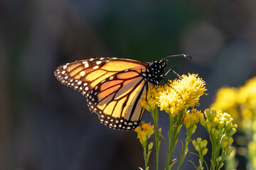 Monarch Butterfly in Pismo Beach Monarch Butterfly Grove on the Central Coast of California USA