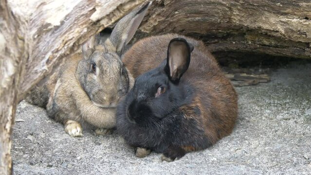 Close up shot of cute couple of bunnies resting under wooden trunk in nature