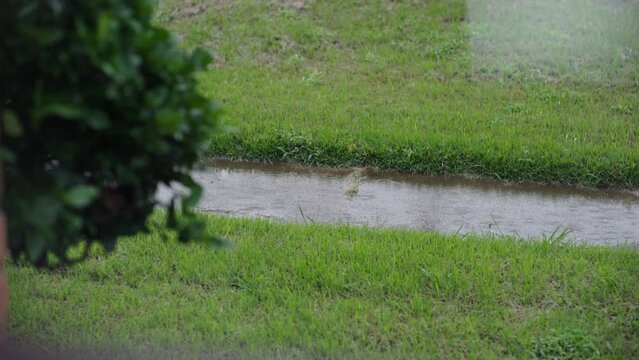 Rainy spring day beautiful green grass with bushes, as the rain creates ripples in the puddle. Beautiful lawn enjoying hydration from the rain.