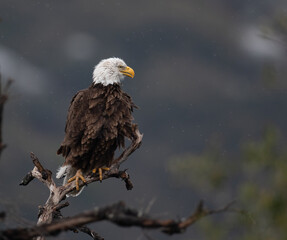 bald eagle smiling