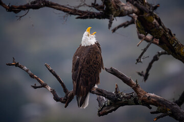 bald eagle howling