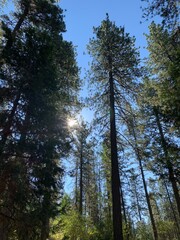 Redwoods in the sun under a blue sky