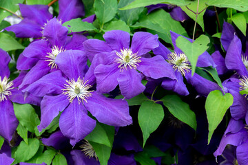 Big purple clematis flowers