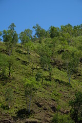 Fototapeta na wymiar The beautiful view of the green hills in Timor Leste. View of trees, hills, and blue sky.
