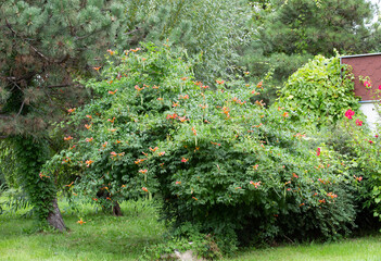 Fototapeta na wymiar A beautiful green tree in the old park of Anapa in summer