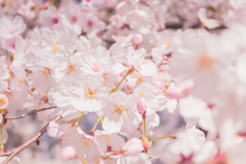Fototapeta na wymiar 大宮公園の満開の桜