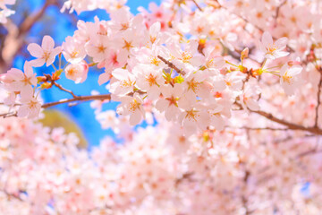 Obraz premium 大宮公園の満開の桜