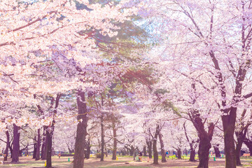 満開の桜と大宮公園の広場