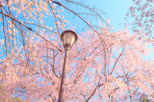 外灯と満開の桜