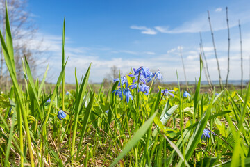 Obraz premium Scilla flowers at spring