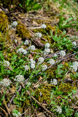Alpine penny-cress flower at spring