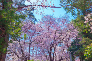 緑と満開の桜