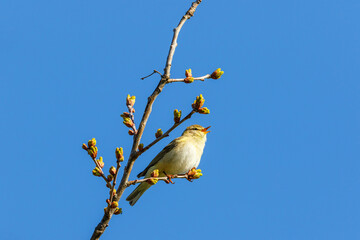 Willow warbler singing at spring