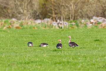 Flock of grazing Greylag goose at a grass field