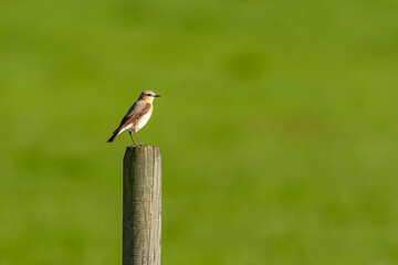 Wooden post at a meadow with a Northern wheatear