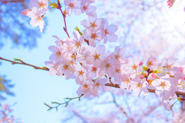Fototapeta premium 大宮公園の満開の桜