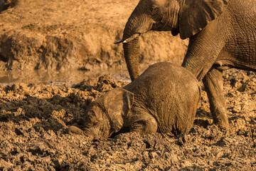 A horizontal photograph of a young wet baby elephant and its mother at sunset, with all its legs...