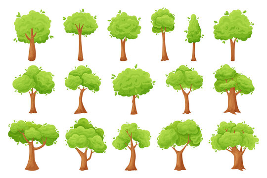 Cartoon trees. Green forest, park and garden vegetation, comic wood environment and country landscape elements. Vector set
