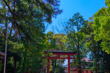 氷川神社の鳥居