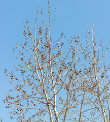 Swollen buds on the branches of a tree in spring