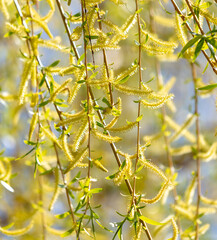 Flowers on the willow tree. Nature