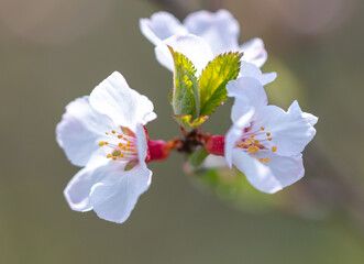 Flowers on the cherry tree.
