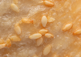 Sesame seeds on a golden brown crust of bread as a background.