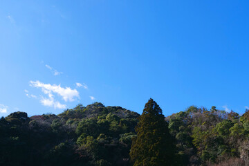 真ん中に大きな木が一本／青空と森林
