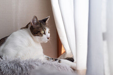 窓辺の猫　キジトラ猫