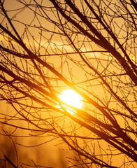 Bare branches of a tree in the rays of the sun at sunset.