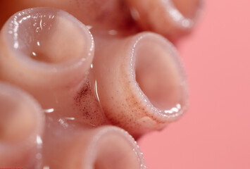 Close up of squid tentacles as background.