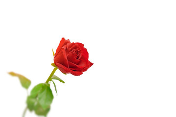 Red rose with water drops on a white background.