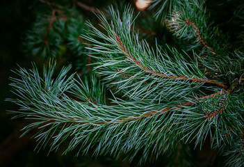 Pine branches on a dark background