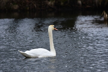 Obraz premium Mute swan swimming on the lake, river. A snow-white bird with a long neck, forming a loving couple and caring family.