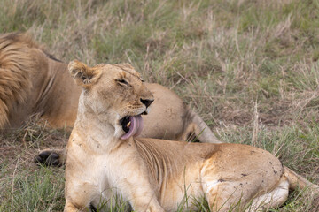 Fototapeta na wymiar Lions couple