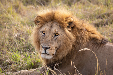 African lion