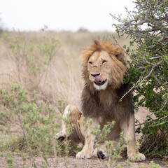 Fototapeta na wymiar African lion