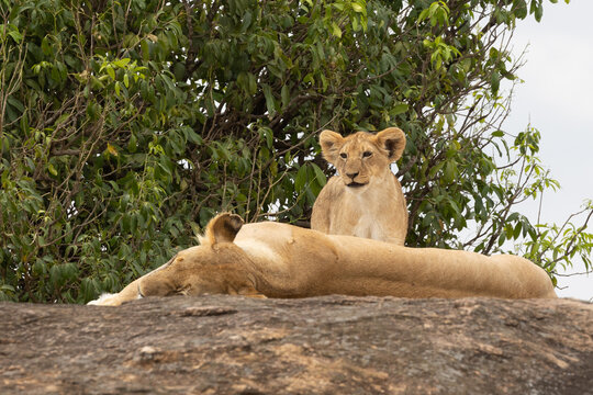 Lion cubs