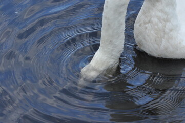 Mute swan swimming on the lake, river. A snow-white bird with a long neck, forming a loving couple...