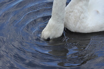 Mute swan swimming on the lake, river. A snow-white bird with a long neck, forming a loving couple...